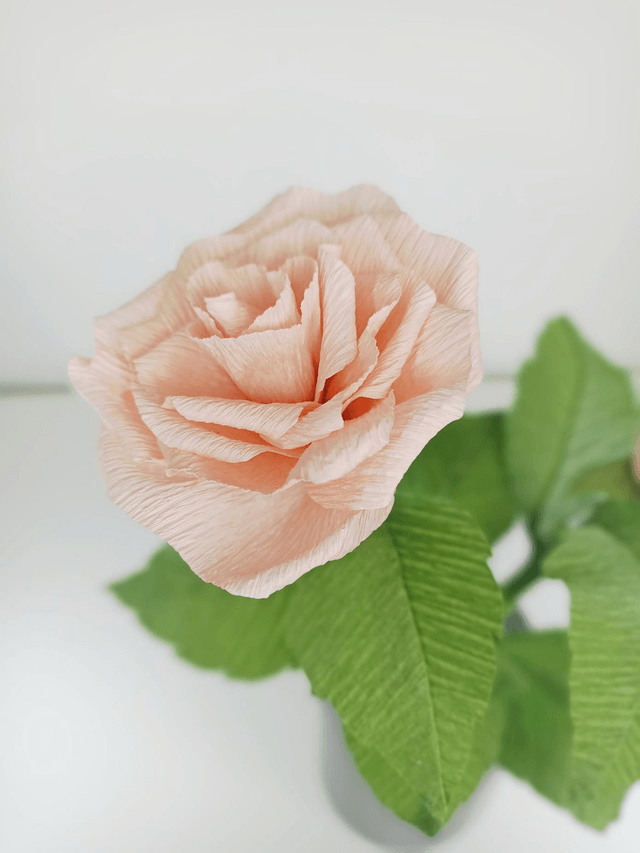 Rose éternelle - rose pâle
